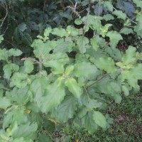 Ocimum tenuiflorum L.